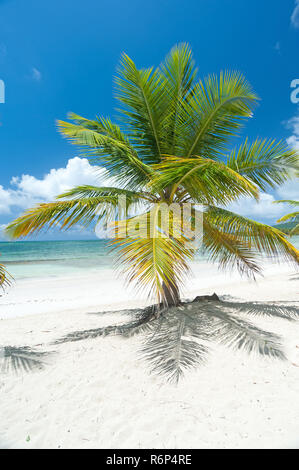 Palma da cocco albero tropicale sulla spiaggia caraibica Foto Stock