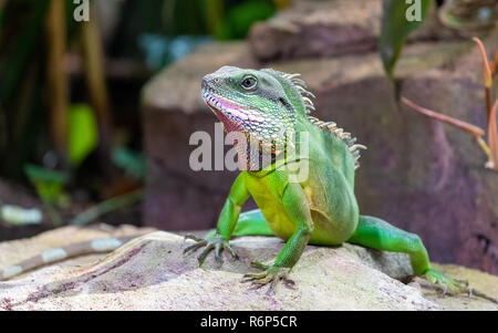 Acqua cinese Drago seduto su una roccia Foto Stock
