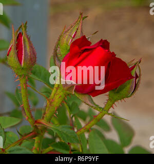 Red Miniture bocciolo di rosa Foto Stock