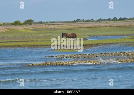 Installare un nuovo cavo sottomarino per l'alimentazione del Cape Lookout Lighhouse potrebbe avere potenzialmente disturbato l'ambiente costiero e le specie come questo cavallo selvaggio di banche Shackleford osservata dal traghetto tra Cape Lookout National Seashore e Harker's Island, Carolina del Nord, 16 maggio 2017. Il passaggio a pannelli solari per alimentare la luce si allinea con la Guardia Costiera ha la missione di proteggere gli ambienti marini e le risorse marine viventi. Foto Stock