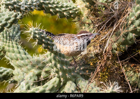 Cactus Wren (campylorhynchus brunneicapillus) arroccato su Cholla cactus, accanto a Il Nido è edificio. In Arizona deserto di Sonora. Foto Stock