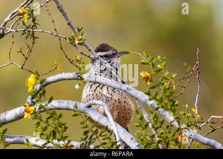 Cactus Wren (campylorhynchus brunneicapillus) appollaiato sul ramo in Arizona deserto di Sonora. Contenimento di materiale nel suo becco di un nido è edificio. Foto Stock
