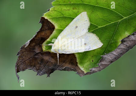 Sallow, Cirrhia icteritia Foto Stock