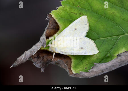 Sallow, Cirrhia icteritia Foto Stock