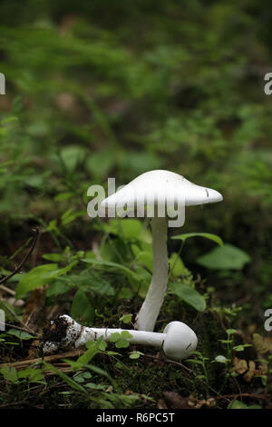 Amanita virosa, angelo distruttore, un micidiale fungo velenoso Foto Stock