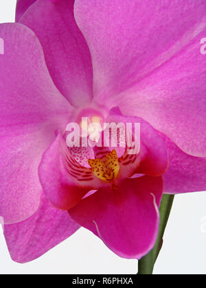 Â orchid. orchidaceae. Foto Stock