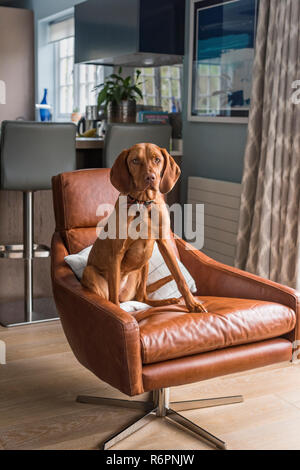 Vizsla pup marrone sulla poltrona di pelle nel rinnovato Hampshire Mill House Foto Stock