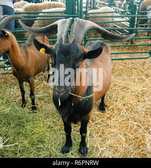 Capra con grandi corna Foto Stock