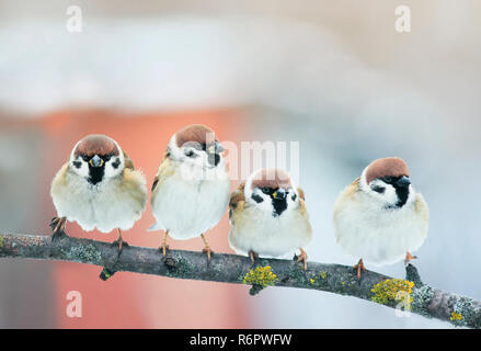 Due coppie di piccole plump divertente bambino uccello Sparrow seduto su un ramo in giardino e guardare la fame in attesa per i genitori Foto Stock