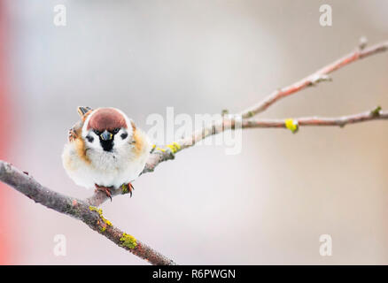 Un piccolo paffuto divertente bambino uccello seduto su un ramo in giardino su una soleggiata giornata invernale Foto Stock