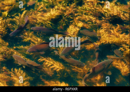 Black Koi a nuotare in una vasca piena di piante sommerse. Foto Stock