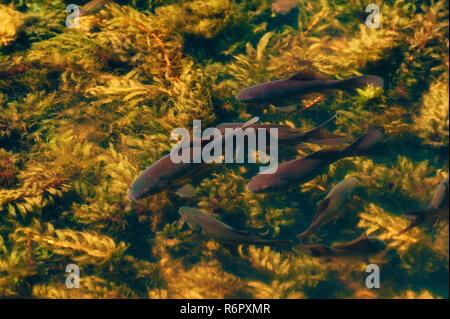 Black Koi a nuotare in una vasca piena di piante sommerse. Foto Stock