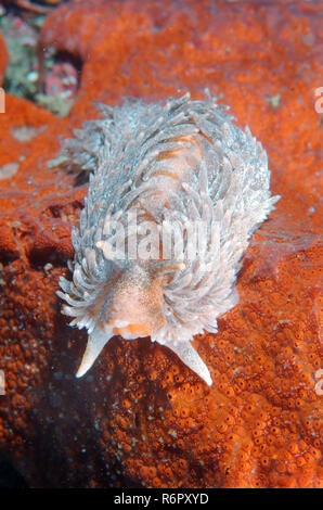 Nudibranch o mare Slug (Aeolidia papillosa) Mare del Giappone, Rudnaya Pristan, Estremo Oriente, Primorsky Krai, Russia Foto Stock