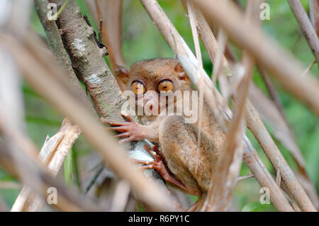 Philippine tarsier (Carlito syrichta) nascosti tra gli alberi, isola di Bohol, Filippine, Sud-est asiatico Foto Stock