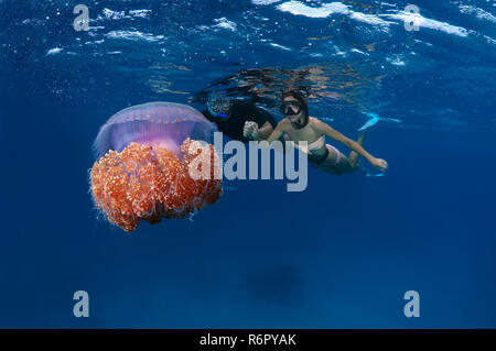 Una giovane coppia guarda il cavolfiore medusa (Cephea cephea) Oceano Indiano, Maldive Foto Stock