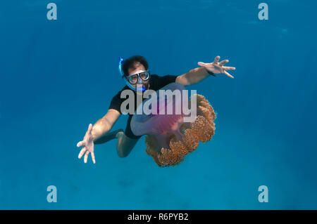 L'uomo guarda meduse meduse di cavolfiore (Cephea cephea) Oceano Indiano, Maldive Foto Stock