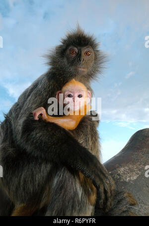 Foglia argentata monkey, silvery langur o argenteo lutung (Trachypithecus cristatus) baby colore dorato è seduto sulla sua madre armi. Malaysia Foto Stock