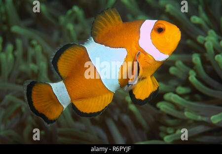 Ocellaris clownfish, false percula clownfish o comuni o clownfish (Amphiprion ocellaris) sul Mare del Sud della Cina, Redang, Malaysia, Asia Foto Stock