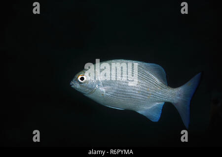 Blue seachub, pesce azzurro, Highfin rudderfish o Longfin rudderfish (Kyphosus cinerascens) Oceano Indiano, Hikkaduwa, Sri Lanka, Sud Asia Foto Stock