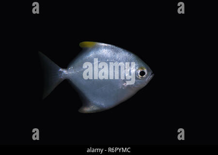 Argento moony', argento, moonfish fingerfish, Mono, diamond moonfish o: la malese angel (Monodactylus argenteus) Oceano Indiano, Hikkaduwa, Sri Lanka, Sud Foto Stock