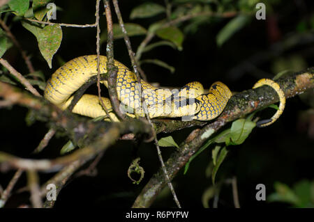 Il governo dello Sri Lanka rattlesnakes, Ceylon rattlesnakes, Sri Lanka pitviper verde o pala polonga (Trimeresurus trigonocephalus) in appoggio sui rami di alberi - en Foto Stock