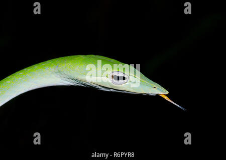 A becco lungo serpente ad albero, vitigno verde serpente a becco lungo serpente frusta o Asian vine snake (Ahaetulla nasuta) riserva forestale di Sinharaja, parco nazionale, Sinhara