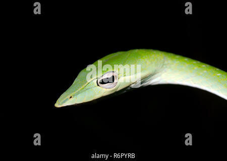 A becco lungo serpente ad albero, vitigno verde serpente a becco lungo serpente frusta o Asian vine snake (Ahaetulla nasuta) riserva forestale di Sinharaja, parco nazionale, Sinhara