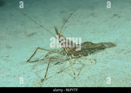 Gamberetti (Palaemon sp.), Estremo Oriente, Mare del Giappone, Russia Foto Stock