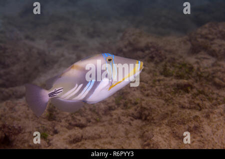 Blackbar triggerfish, pesci balestra picasso, Picassofish, Jamal o della laguna pesci balestra (Rhinecanthus aculeatus) Oceano Indiano, Hikkaduwa, Sri Lanka, Sud Foto Stock