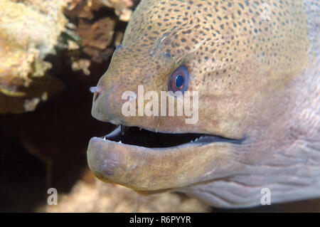 Ritratto Murena Gigante, Blackpearl moray, Java murene, snello murena gigante, Iavan moray o Mediterranea moray (Muraena helena) Oceano Indiano, Hi Foto Stock