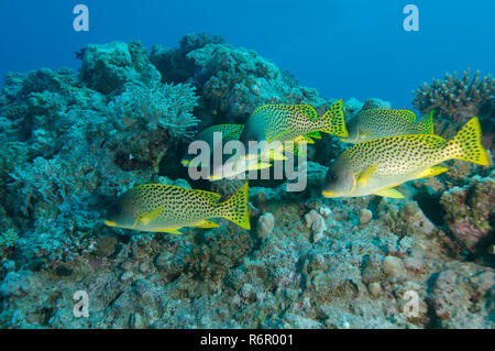 Scuola di pesce Blackspotted Rubberlip, nero-spotted grunt, grunt africana o Blackspotted rubberlips (Plectorhinchus gaterinus) Mare Rosso, Egitto, Africa Foto Stock