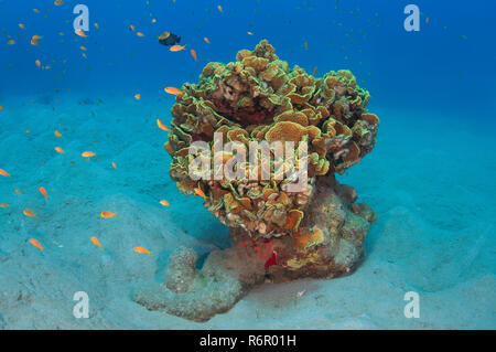 Arancio brillante scuola di pesce Longspine anthias, lyretail coralfish, lyretail anthias, mare goldie o scalefin anthia (Pseudanthias squamipinnis) nuota Foto Stock