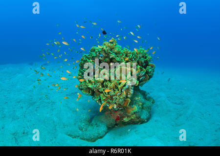 Arancio brillante scuola di pesce Longspine anthias, lyretail coralfish, lyretail anthias, mare goldie o scalefin anthia (Pseudanthias squamipinnis) nuota Foto Stock