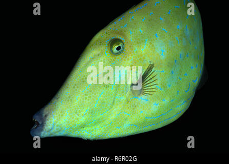 Scrawled Filefish, Broomtail filefish, scarabocchiati leatherjacket o Blue Pelle rivestita in giacca-unicornfish (Osbeckia scripta), immersioni notturne, Mar Rosso, Egy Foto Stock