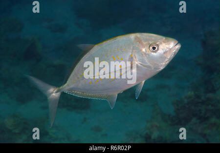 Carangidi Yellowspotted, Yellowspotted jack, oro scuro-spotted carangidi yellowspotted, Kingfish, carangidi goldspotted, Yellowjack o tarrum (Carangoide Foto Stock