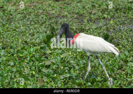 Jabiru Aeroporto (Jabiru Aeroporto mycteria), Pantanal, Mato Grosso, Brasile Foto Stock