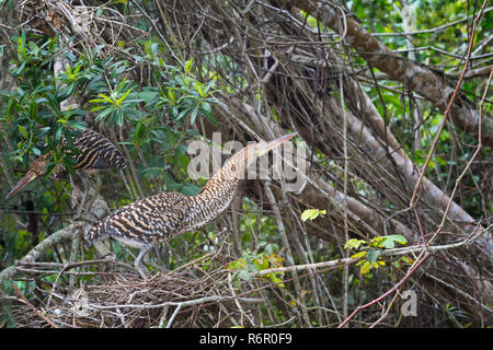 Immaturo Tiger-Heron Rufescent (Tigrisoma lineatum), Pantanal, Mato Grosso, Brasile Foto Stock