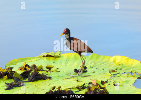 Wattled Jacana (Jacana jacana) camminando su un Victoria ninfee lasciare, Pantanal, Mato Grosso, Brasile Foto Stock