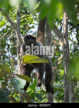 Brown lanosi scimmia noto anche come Comune lanosi scimmia o Humboldt's lanosi scimmia (Lagothrix lagotricha), stato dell'Amazzonia, Brasile Foto Stock
