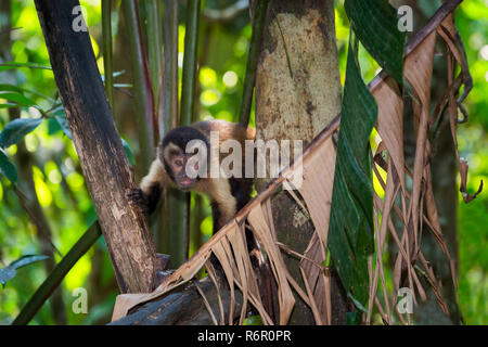 Cappuccini tufted (Cebus apella), noto anche come cappuccino marrone o nero-capped cappuccini, Amazzonia, Brasile Foto Stock