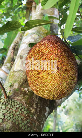 Durian e jackfruit cempedak Foto Stock