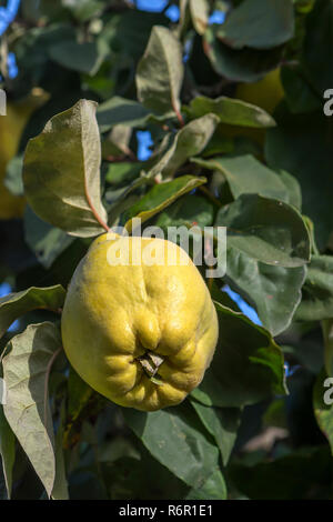 Frutti maturi, mela cotogna (Cydonia oblonga) sull'albero, Germania Foto Stock