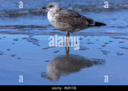 Giallo-zampe (gabbiano Larus michahellis), acqua riflesso in acque poco profonde del Mar Baltico, Darss, Meclemburgo-Pomerania, Germania Foto Stock