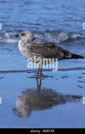 Giallo-zampe (gabbiano Larus michahellis), acqua riflesso in acque poco profonde del Mar Baltico, Darss, Meclemburgo-Pomerania, Germania Foto Stock