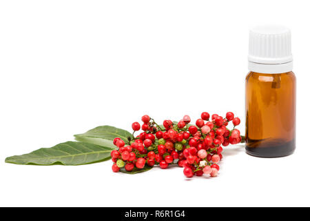 Pistacia lentiscus, lentisco bacche rosse e olio essenziale di bottiglia di vetro isolato su sfondo bianco Foto Stock