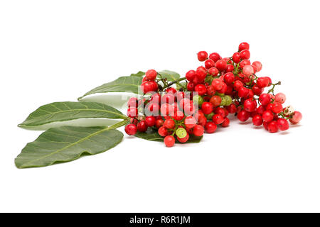 Pistacia lentiscus, lentisco bacche rosse isolato su sfondo bianco Foto Stock