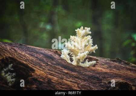 Delizioso bianco commestibile fungo Hericium corallo Foto Stock