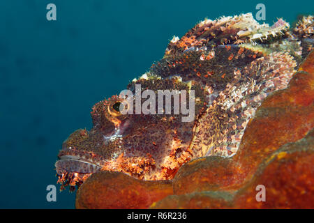 Bärtiger Drachenkopf, (Scorpaenopsis oxycephala), liegt auf Schwamm, Saparua, Insel, Molukken, Banda vedere, Pazifik, Indonesien | Tassled scorfani, Foto Stock