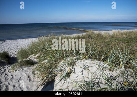 Ci viene naturale della spiaggia di sabbia che si affaccia sul Mar Baltico sulla costa occidentale dell isola di Hiddensee nel nord-est della Germania con beachgrass europeo in crescita. Foto Stock