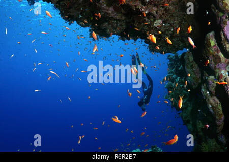 Freediver immersioni vicino alla barriera corallina, Mar Rosso, Egitto Foto Stock